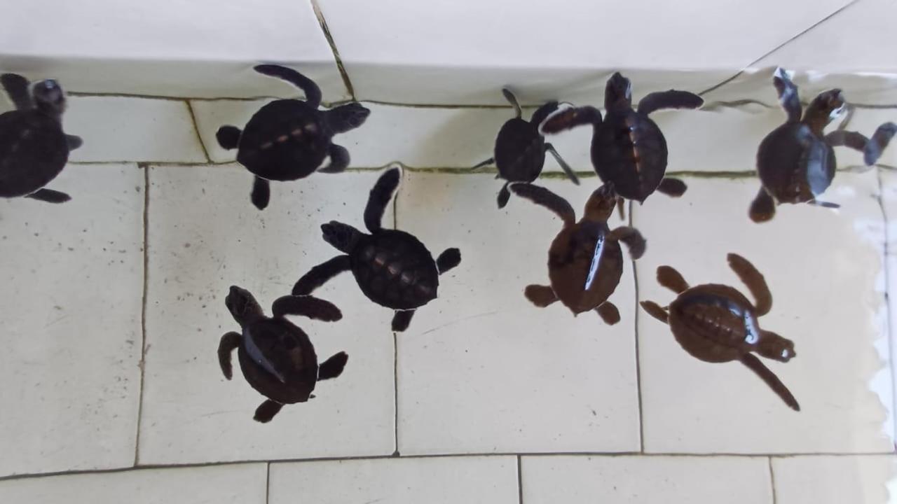 The Beach Bungalows & Turtle Sanctuary Пемутеран Екстер'єр фото